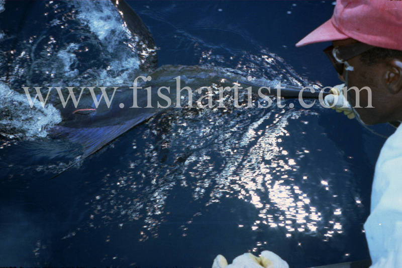 Marlin Release. - Marlin Fishing.