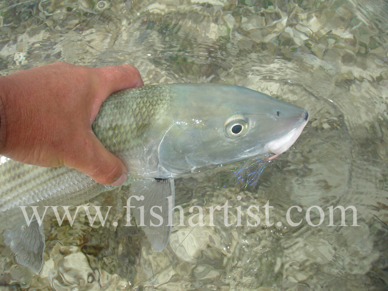 Bonefish Photo - Held Bonefish. - Bonefish & Tarpon.