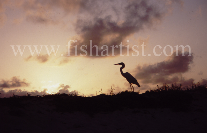 Heron Sunrise. - Eyes of a Fisherman.