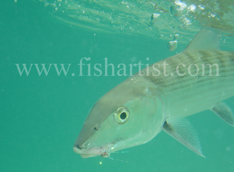 Bonefish Photo - Bubbles in the Blue. - Bonefish & Tarpon.