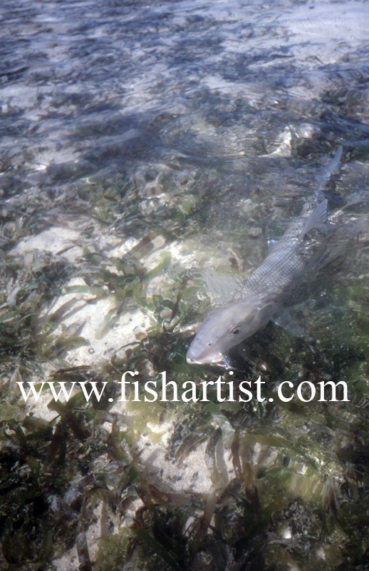 Bonefish & Fly. - Bonefish & Tarpon.