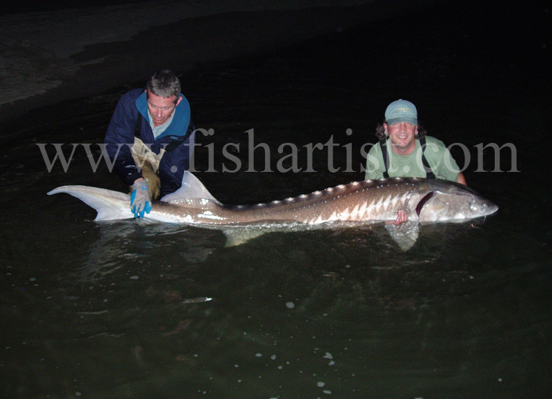 White Sturgeon - Canada. - The Fish Trophy Room.