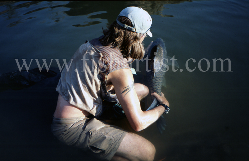 Mahseer Release. - Mahseer Fishing India.