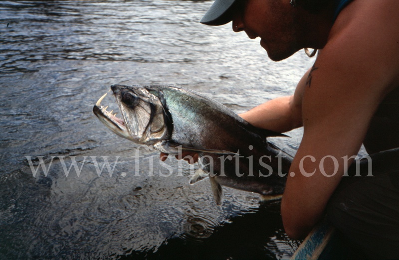  - Payara of the Amazon Rivers.