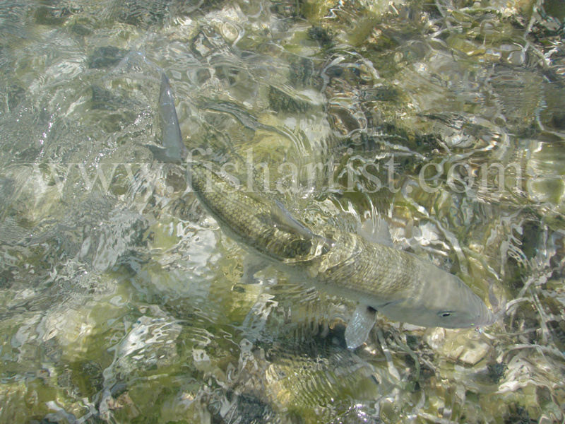 Bonefish Release 2010. - Bonefishing 2010.