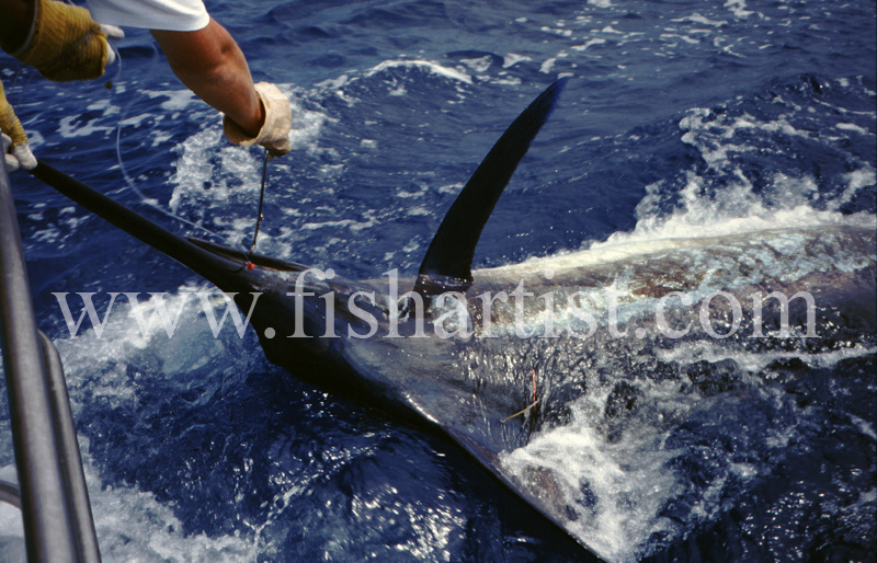Unhooking a Marlin. - Marlin Fishing.