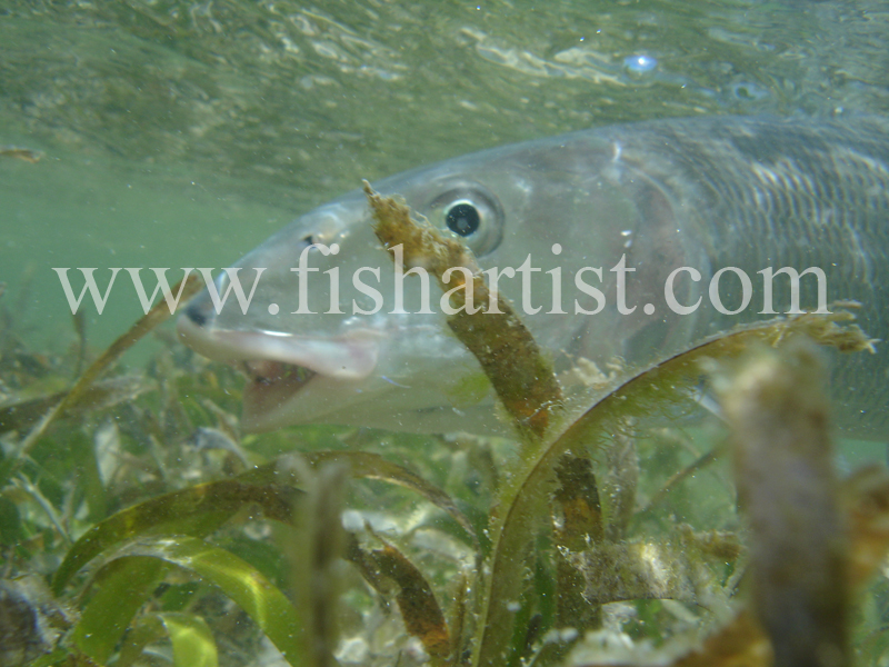 Bonefish Photo - Between the Seagrass. - Bonefish & Tarpon.