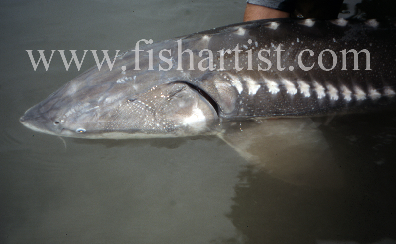 Sturgeon Head. - Sturgeon of the Fraser River.