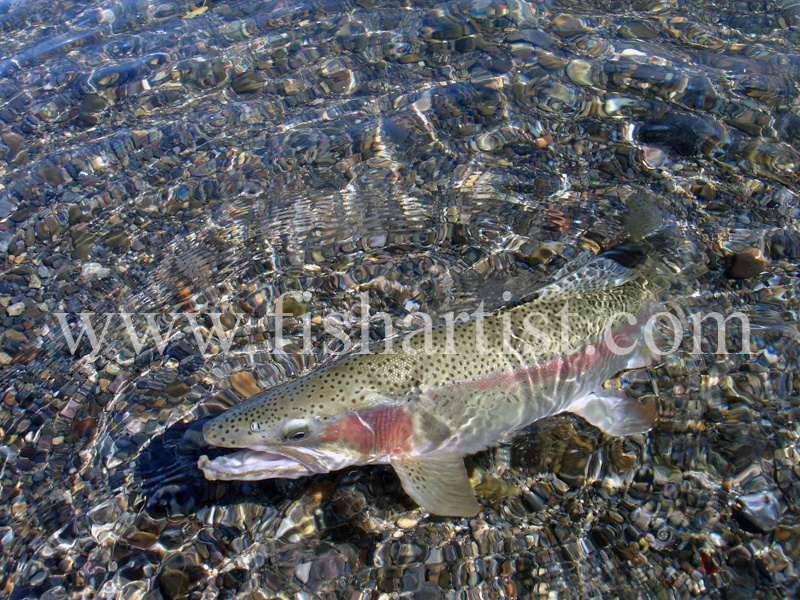 Waitahanui Jack. - Trout Fishing - Taupo New Zealand.