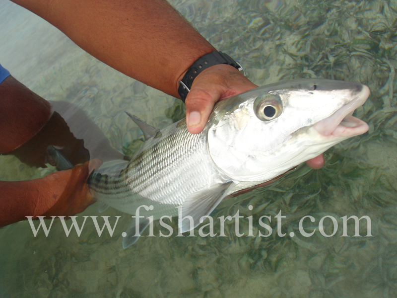 Held Bonefish. - Bonefish & Tarpon.