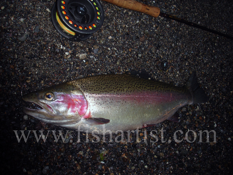 A Fat Jack Ready To Run. - Trout Fishing - Taupo New Zealand.