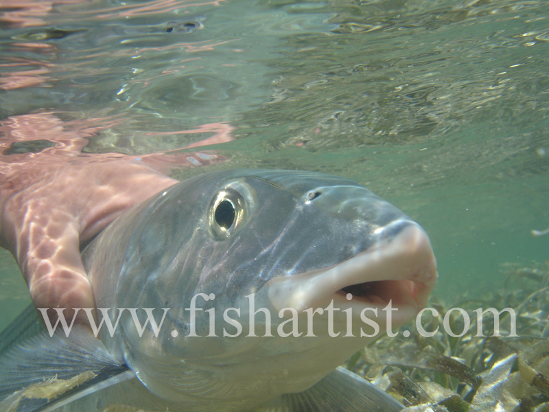 Bonefish Photo - Held Bonefish Head On. - Bonefish & Tarpon.