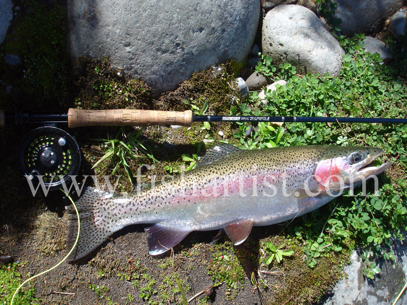 Summer Tongariro Trout. - Trout of the Tongariro River.