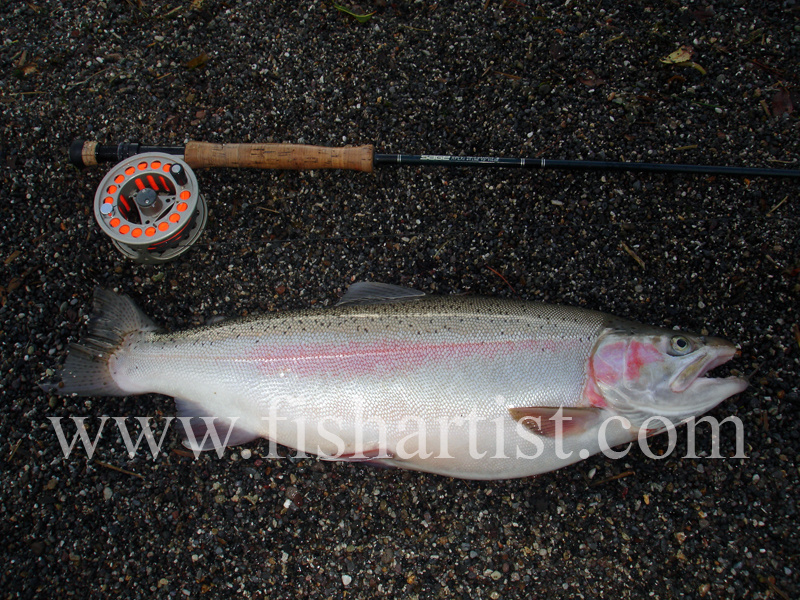 6lb Taupo Jack. - Trout Fishing - Taupo New Zealand.