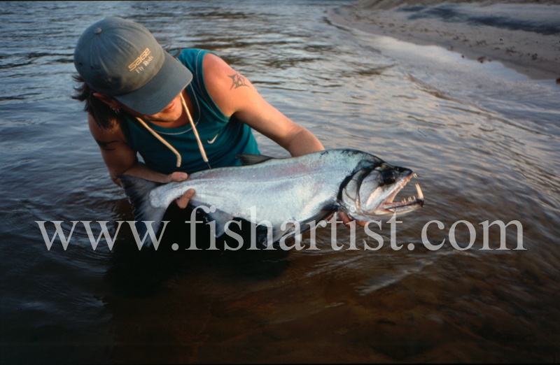  - Payara of the Amazon Rivers.