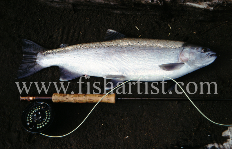 Major Jones Hen. - Trout of the Tongariro River.