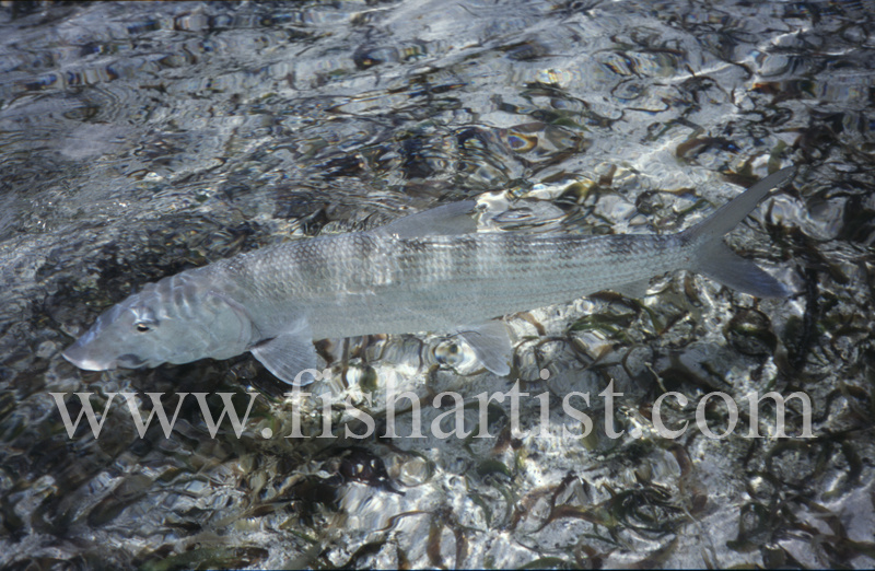 Free Swimming Bonefish. - Bonefish & Tarpon.