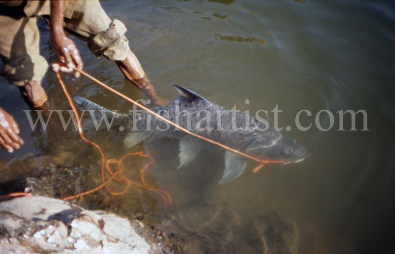 Tethered Silver Mahseer. - Mahseer Fishing India.