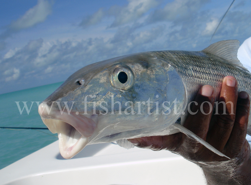 Captured Bonefish. - Bonefish & Tarpon.