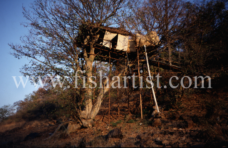 Fishermans Treehouse. - Mahseer Fishing India.