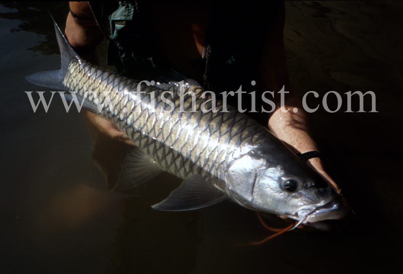 Mahseer Scales. - Mahseer Fishing India.