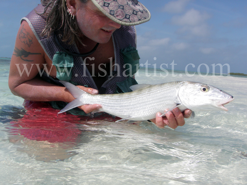 Captured Bonefish 2010. - Bonefishing 2010.