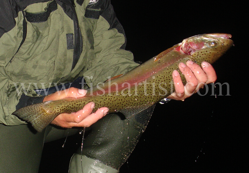 Captured Taupo Rainbow Jack. - Trout Fishing - Taupo New Zealand.