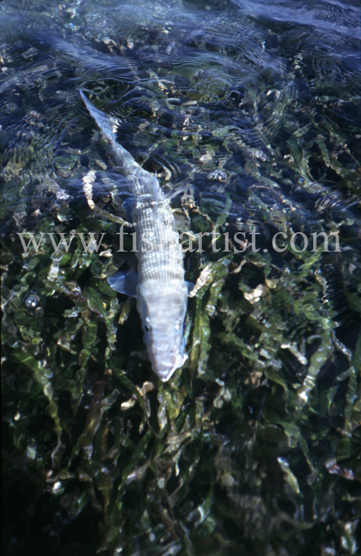 Sea Grass Bonefish. - Bonefish & Tarpon.