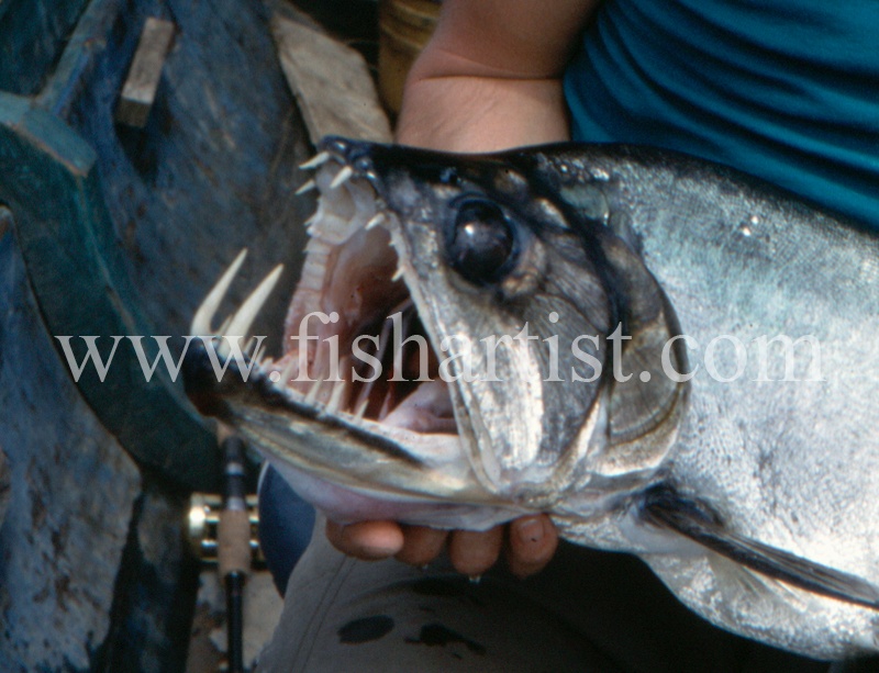  - Payara of the Amazon Rivers.