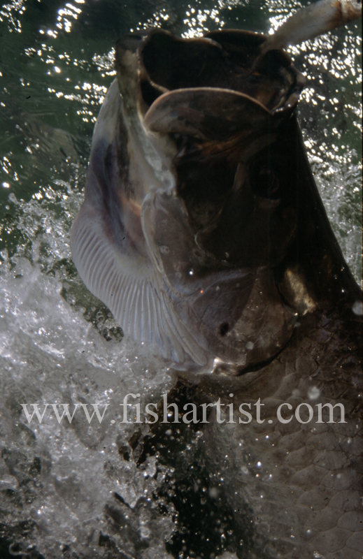 Leaping Tarpon - Bonefish & Tarpon.