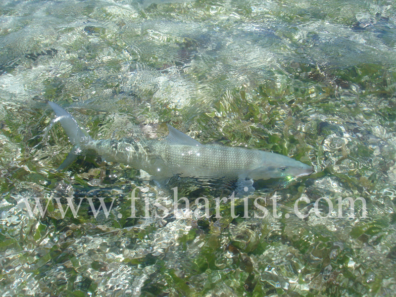 Bonefish Photo - Bonefish Beauty. - Bonefish & Tarpon.