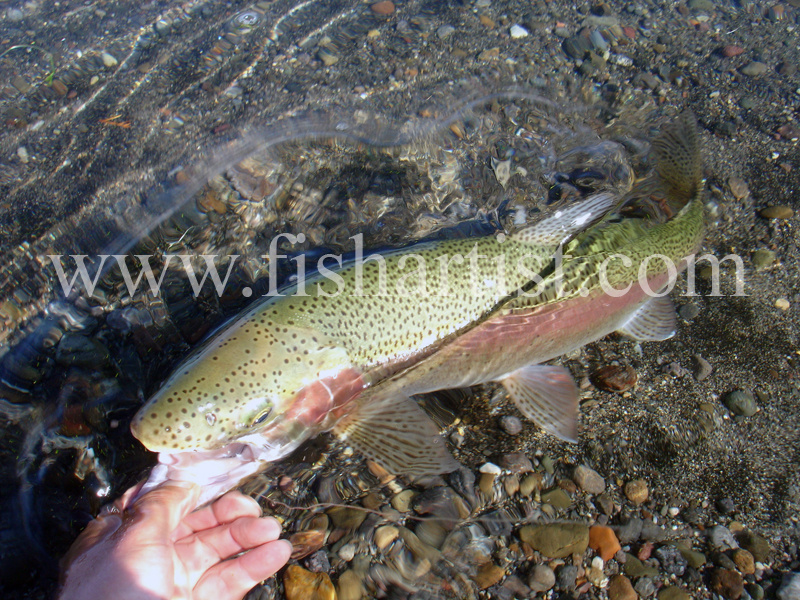 Closeup trout. - Trout Fishing - Taupo New Zealand.