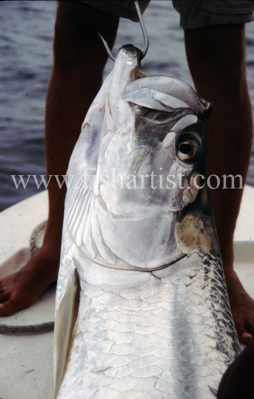 Gaffed Tarpon. - Bonefish & Tarpon.