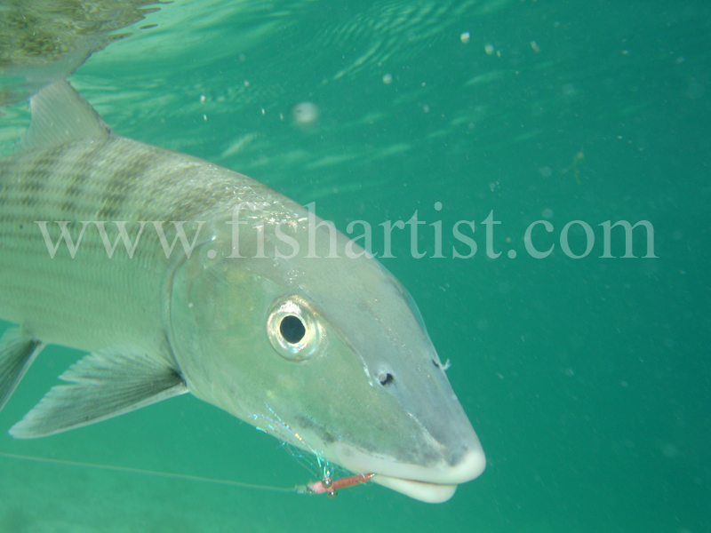 Bonefish Photo - Underwater Hook Up. - Bonefish & Tarpon.
