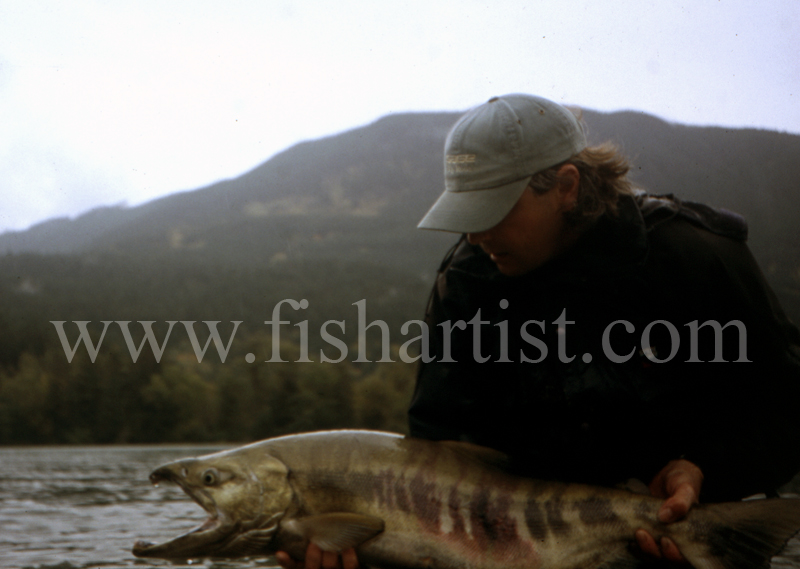 Chum Salmon - Canada. - The Fish Trophy Room.