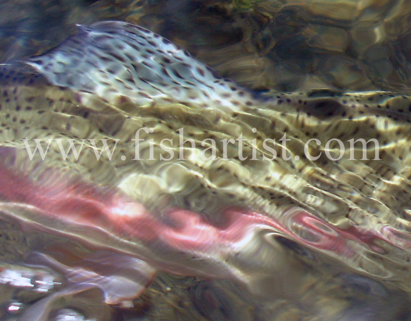 Taupo Rainbow Reflections. - Trout Fishing - Taupo New Zealand.