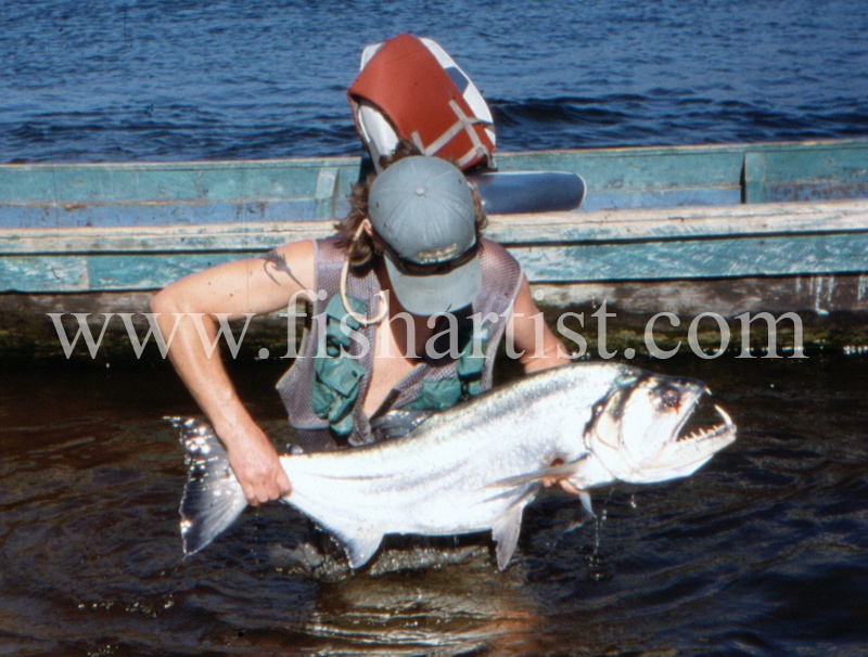  - Payara of the Amazon Rivers.