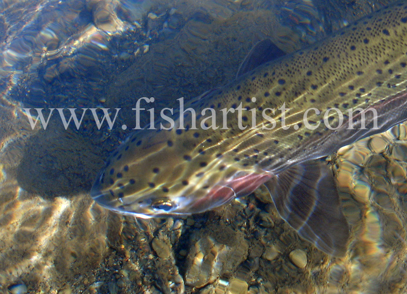 Closeup Trout Reflections. - Trout Fishing - Taupo New Zealand.