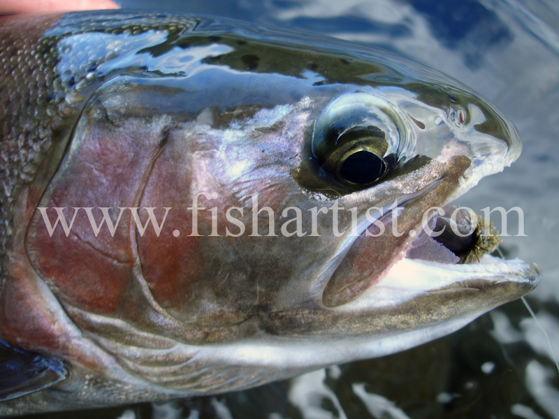 Tongariro River Hen. - Trout Fishing - Taupo New Zealand.