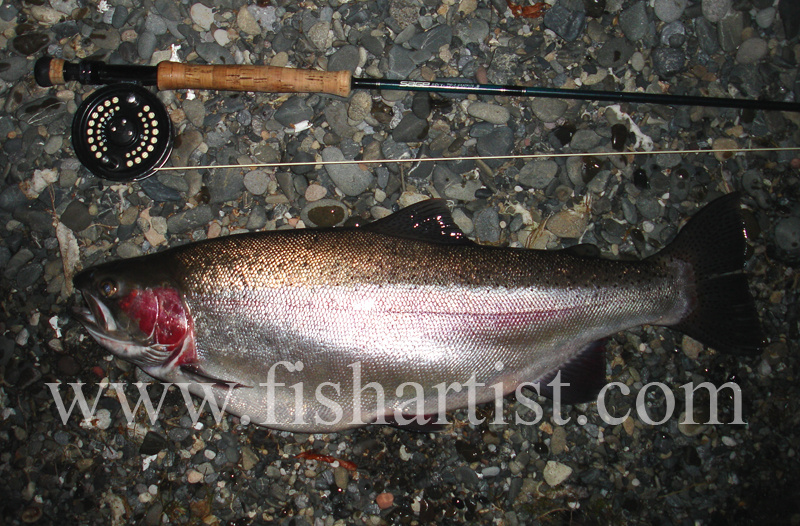 9lb Taupo Rainbow Trout Hen. - Trout Fishing - Taupo New Zealand.