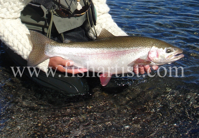 Fat Jack. - Trout Fishing - Taupo New Zealand.