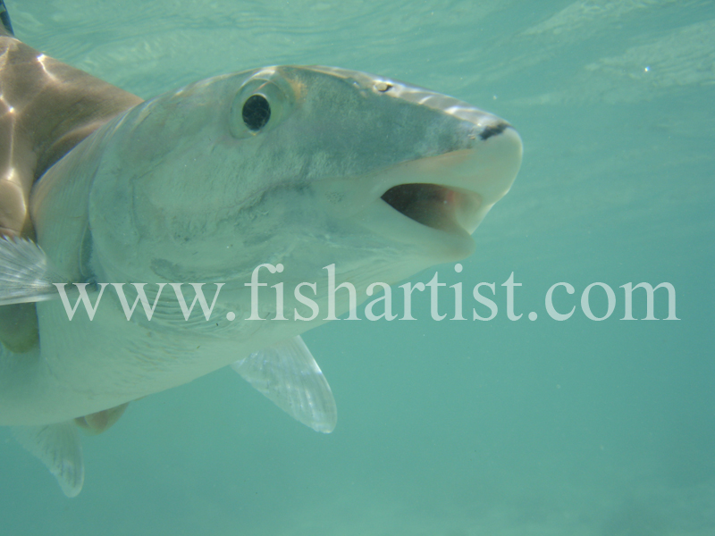 Bonefish Photo - Underwater Release. - Bonefish & Tarpon.