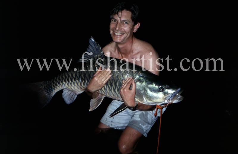 60lb Golden Mahseer. - Mahseer Fishing India.