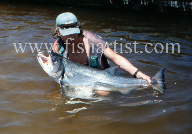  - Payara of the Amazon Rivers.