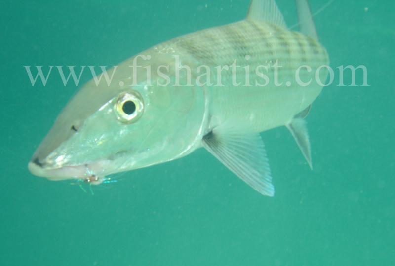 Bonefish Photo - In the Blue. - Bonefish & Tarpon.
