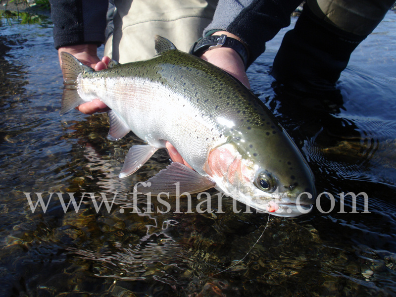 Glo Bug Caught Hen. - Trout Fishing - Taupo New Zealand.