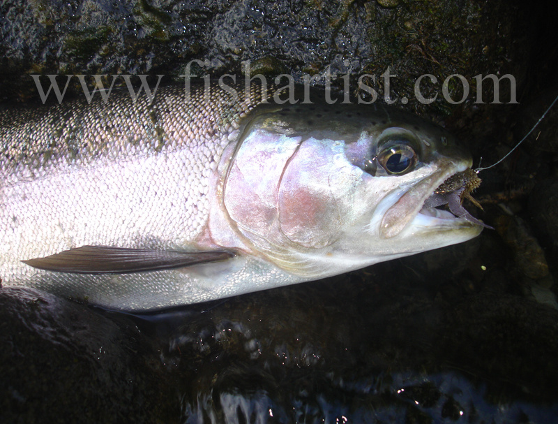 Tongariro Silver Rainbow Hen. - Trout Fishing - Taupo New Zealand.