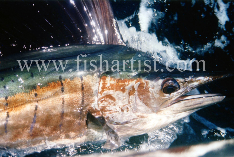 Sailfish - Kenya. - The Fish Trophy Room.