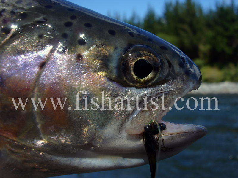 Rainbow Trout Head. - Trout of the Tongariro River.