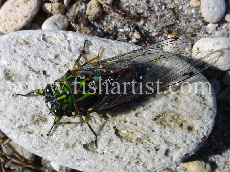 Cicada. - Trout Fishing - Taupo New Zealand.